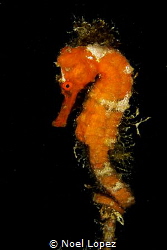 sea horse, diving spot named "cabezo de la Cubera", Garde... by Noel Lopez 